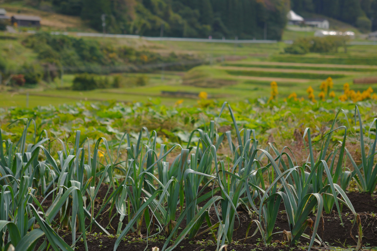 オンラインショップ